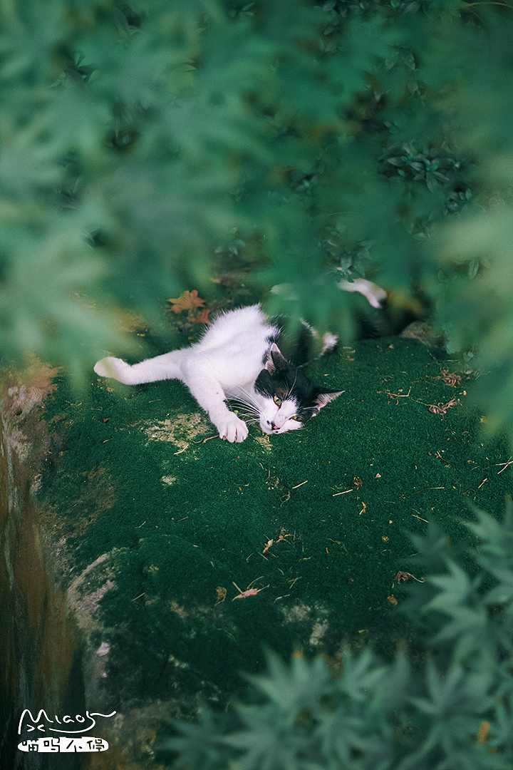 黄粱一梦二十年,依旧是不懂爱也不懂情~