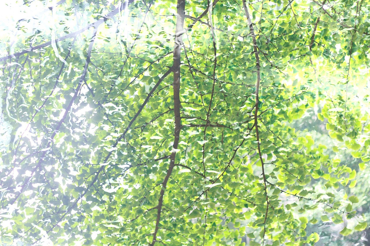 上海校园里的春光