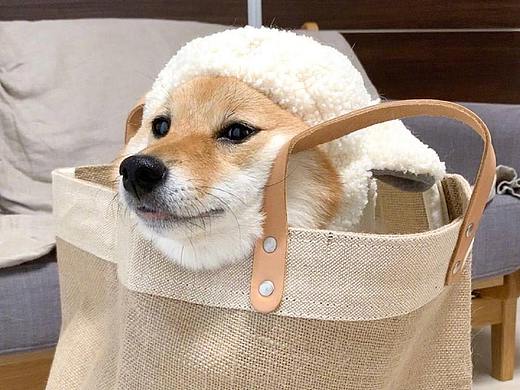 萌宠服务商业插画设计