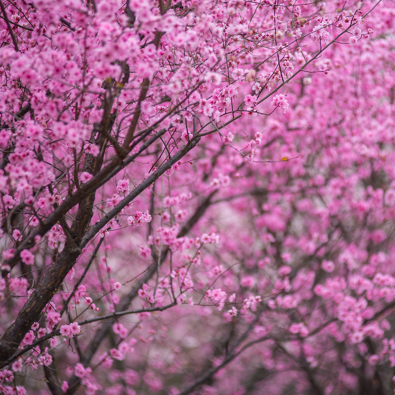 春花烂漫：拍摄于成都植物园（图ZMTA5MDIzODE2） - 风光摄影 - 站酷设计师聚格影像原创素材 - 站酷ZCOOL