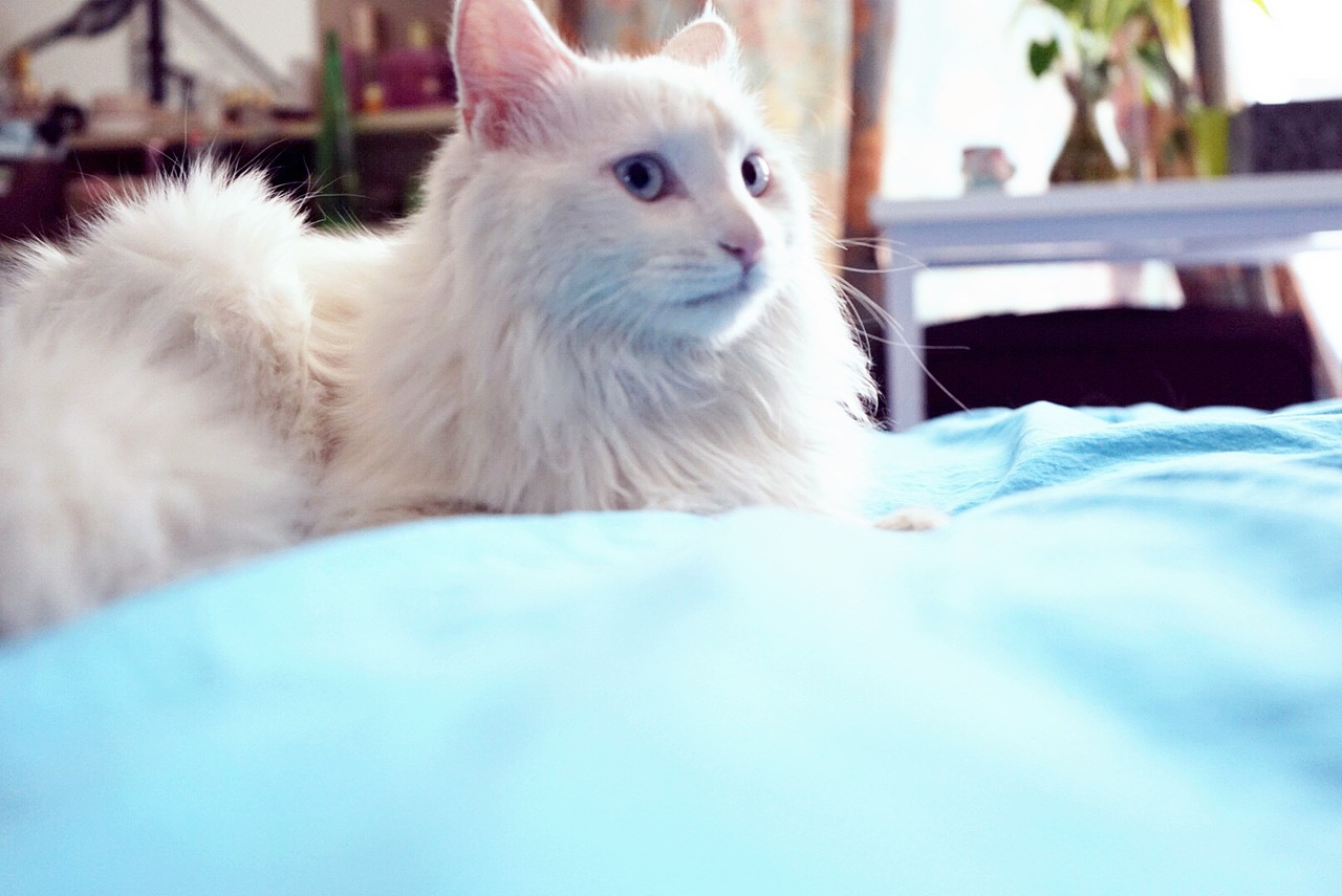 一只猫的年少有多长（图ZMjUzMzMxMDQ=） - 宠物摄影 - 站酷设计师不盖盖儿姑娘原创素材 - 站酷ZCOOL