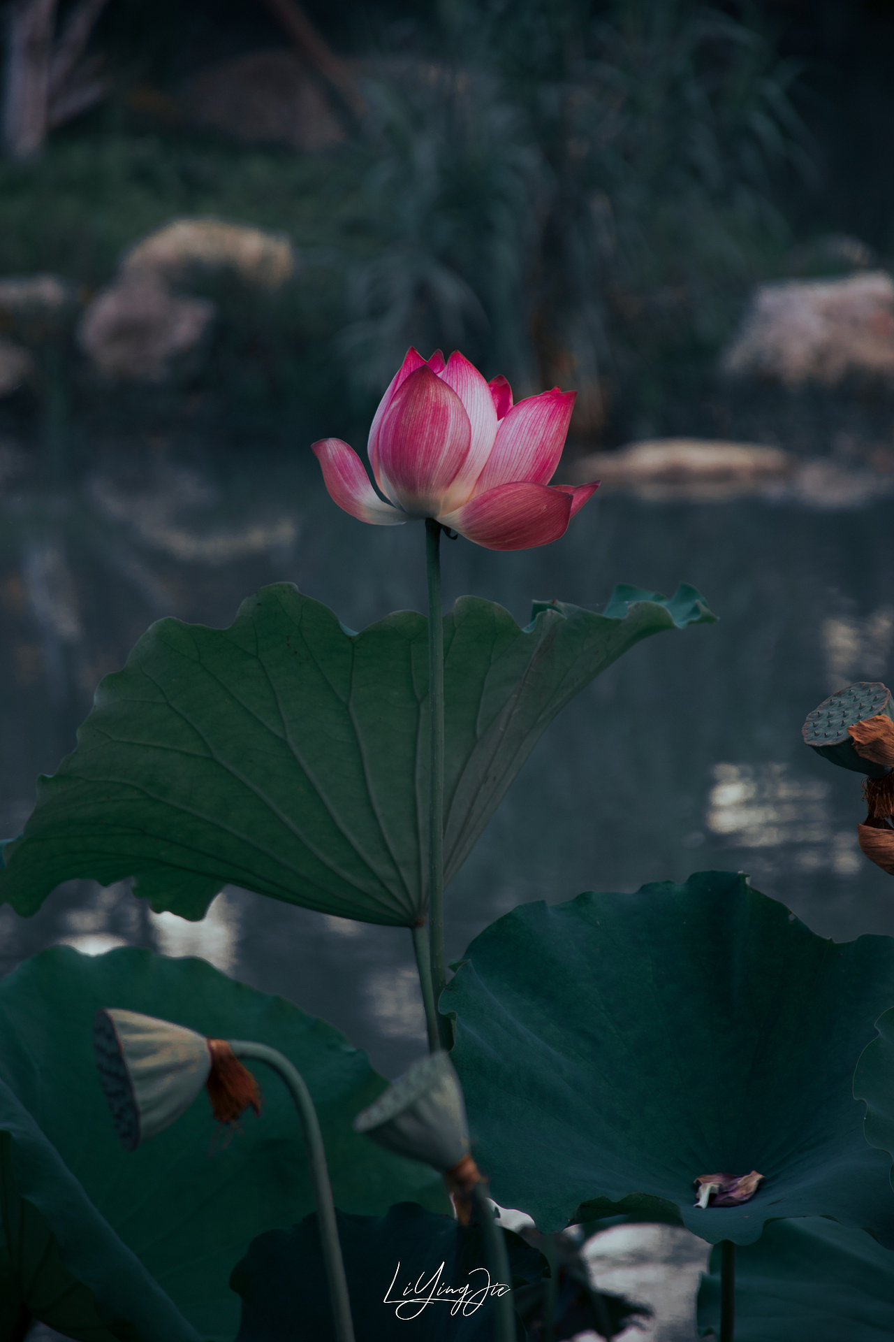 水出芙蓉（图ZMjEzNTkzNTUy） - 产品摄影 - 站酷设计师与海为邻原创素材 - 站酷ZCOOL