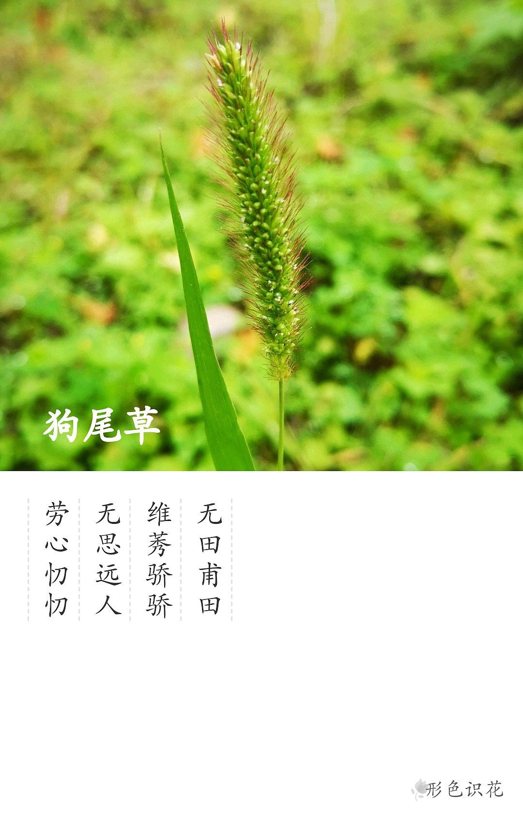 绿植花型一览（图ZMTM2MDM4ODQw） - 产品摄影 - 站酷设计师左I可原创素材 - 站酷ZCOOL