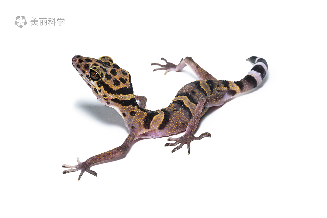 中国动物·两爬之美|中国洞穴睑虎属