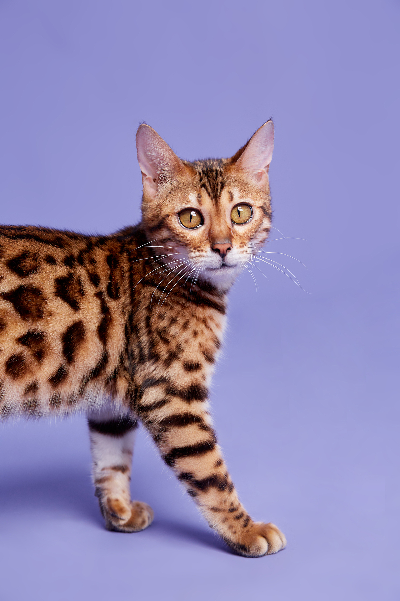 宠物商拍案例 - XX宠物用品公司