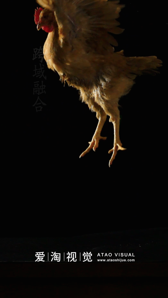刀板香 毛峰生焖鸡剪辑 餐饮美食 | 凡仟文化（图ZMjEzNDkyOTcy） - 其他摄影 - 站酷设计师凡仟文化原创素材 - 站酷ZCOOL