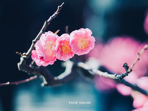 有一种中国精神叫梅花