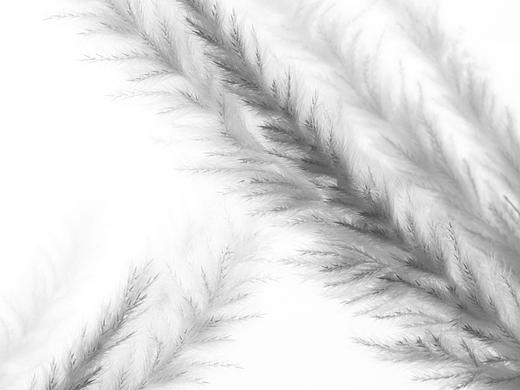 田石页摄影DEAN 干花