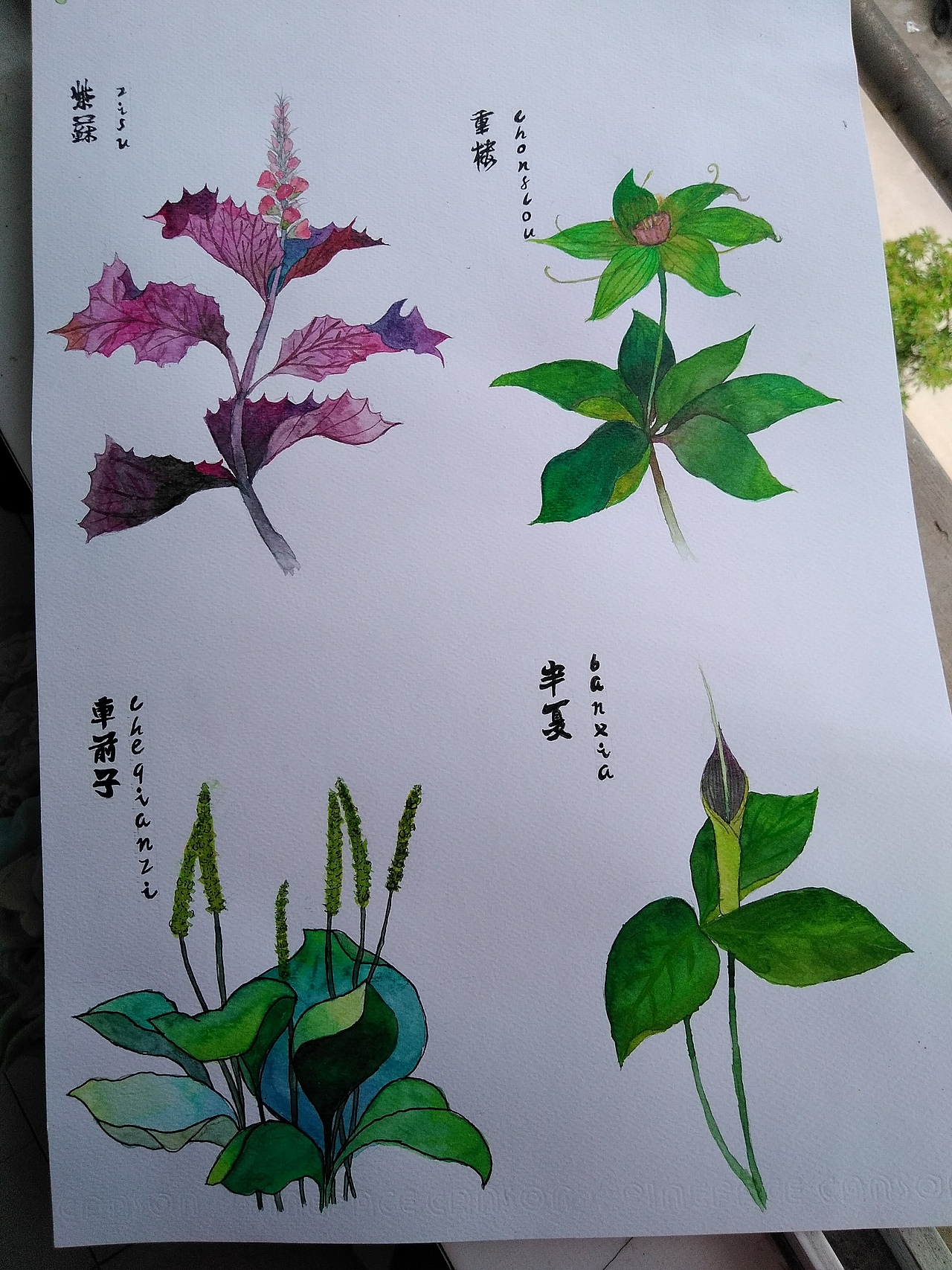 中药|插画|商业插画|远山亭_原创作品-站酷zcool