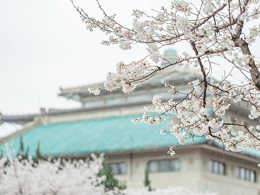 珞山樱