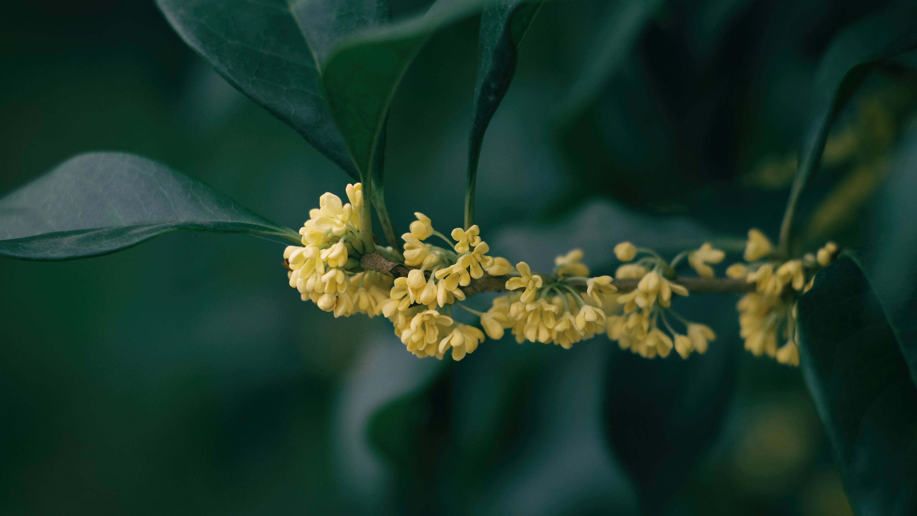 捻一粒桂花泡茶