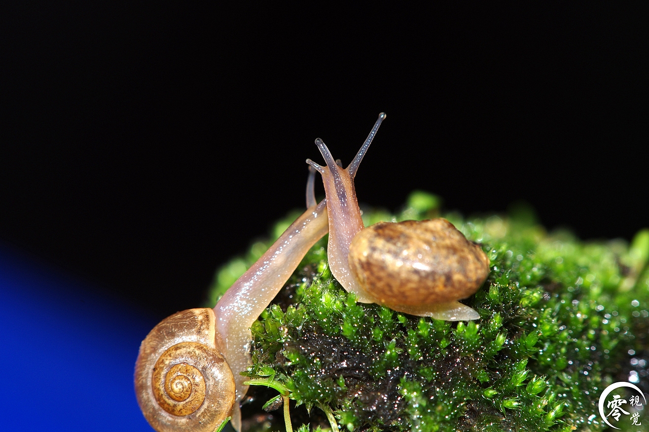 动物世界（图ZNDA1MDgyNjA=） - 宠物摄影 - 站酷设计师零视觉创意原创素材 - 站酷ZCOOL