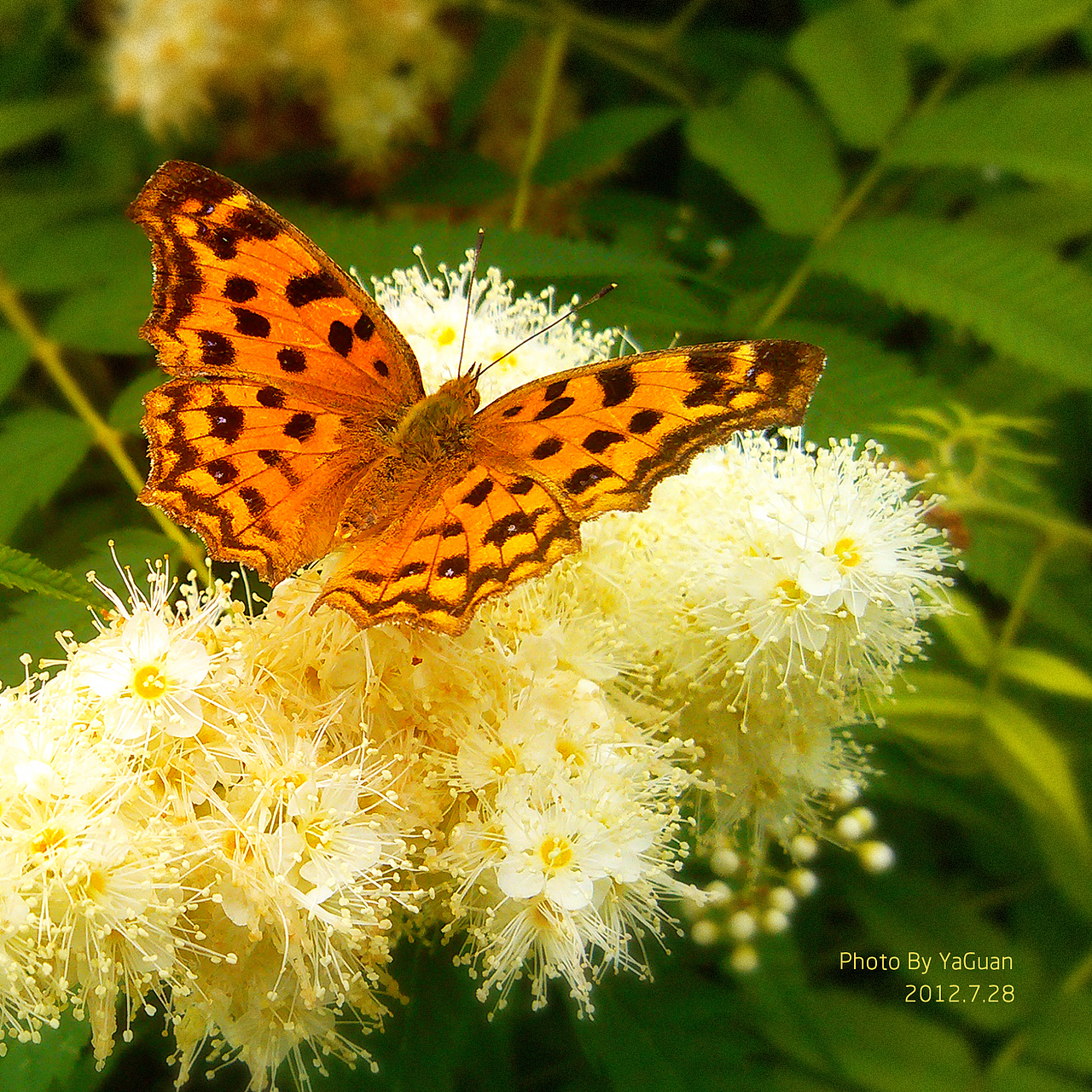 【手机拍摄习作】