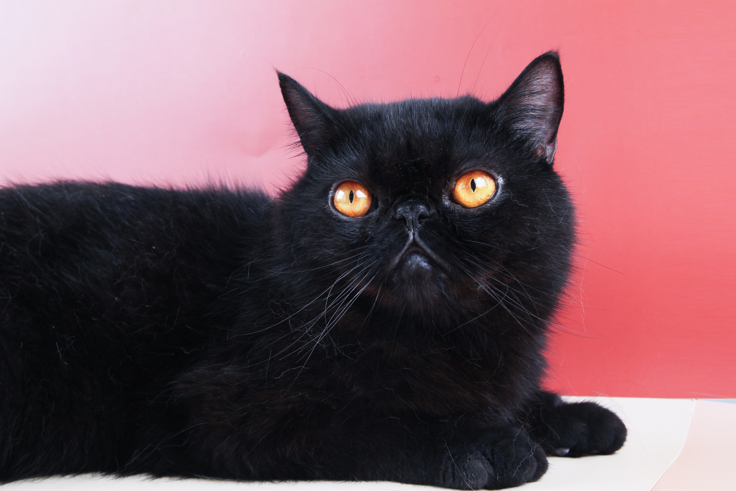 黑色加菲的拍摄