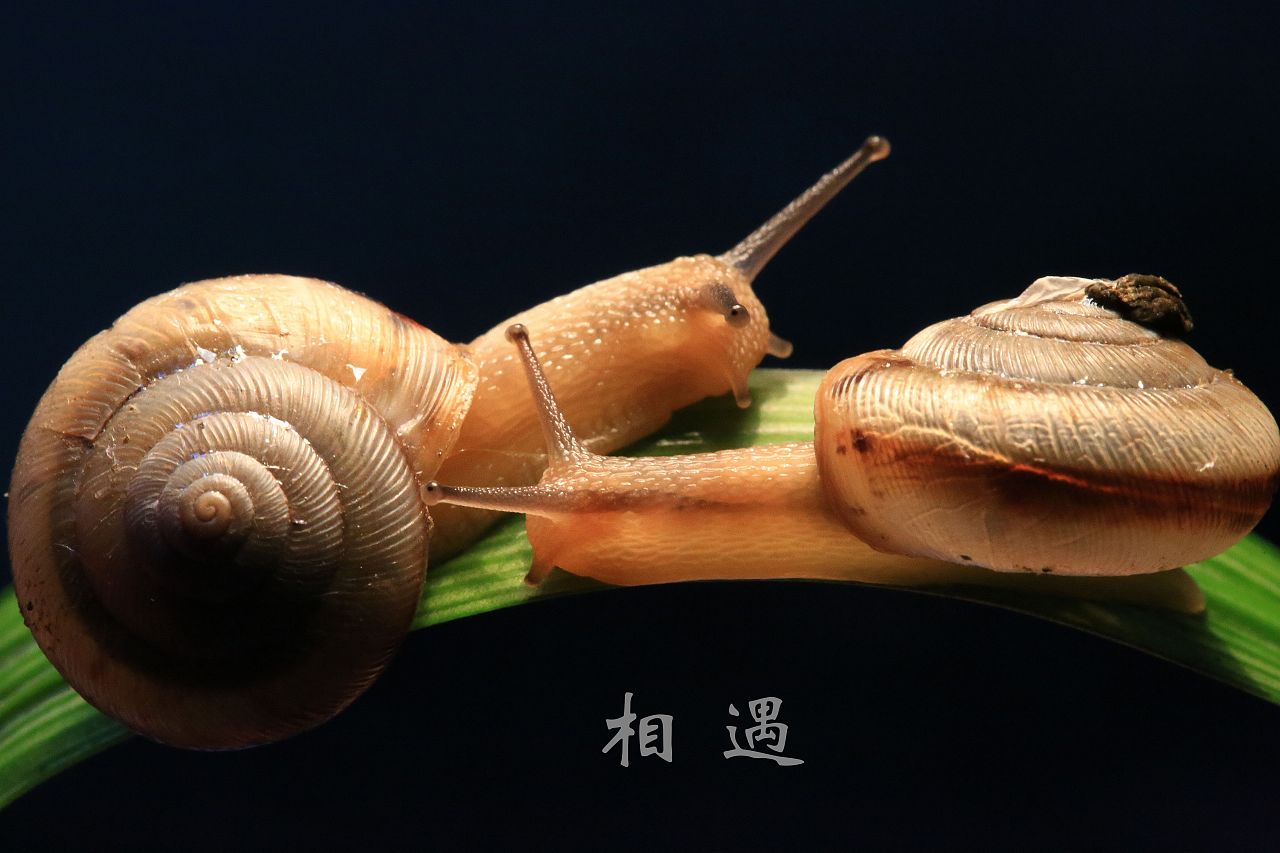 蜗牛图片唯美情侣可爱图片