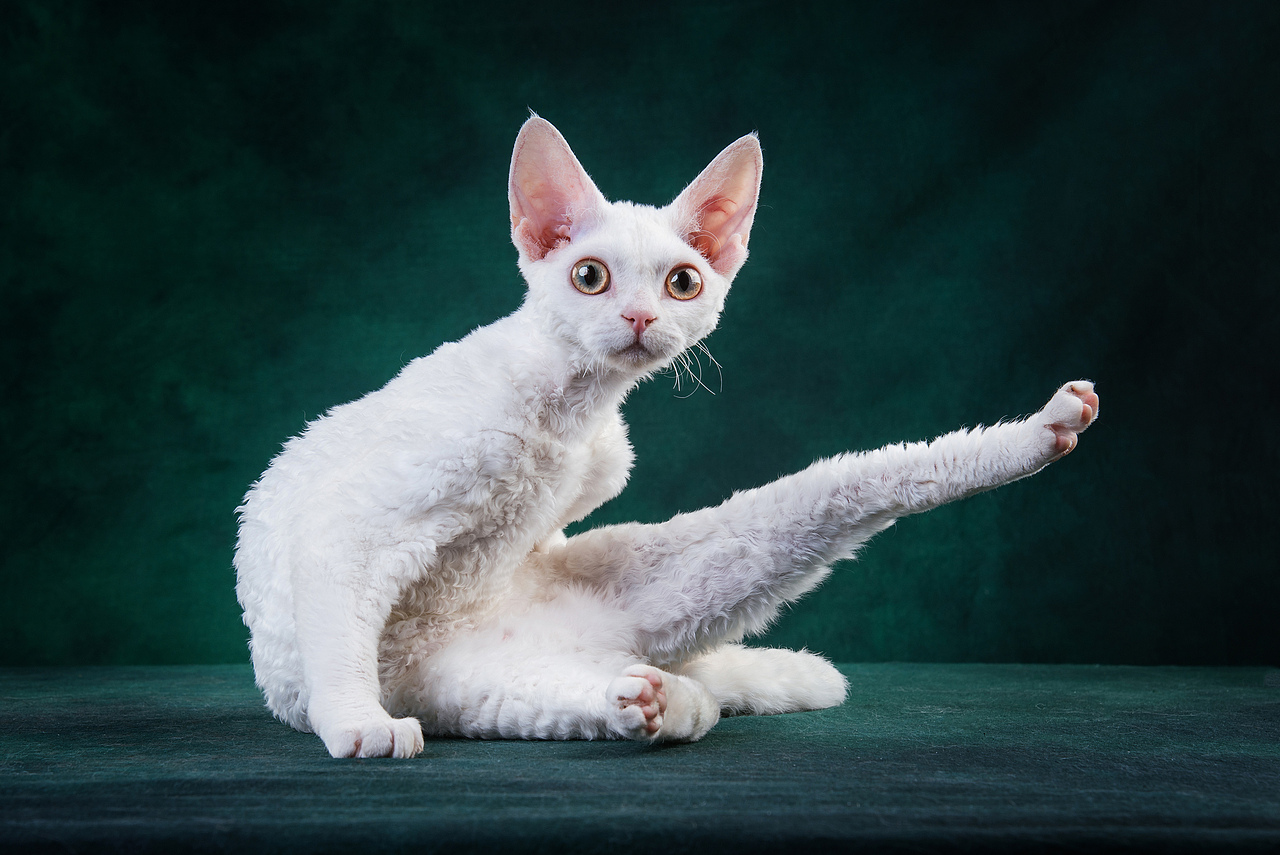 Farewell 2018【克查原创作品30】（图ZMTQwMTY0ODY0） - 宠物摄影 - 站酷设计师克查原创素材 - 站酷ZCOOL