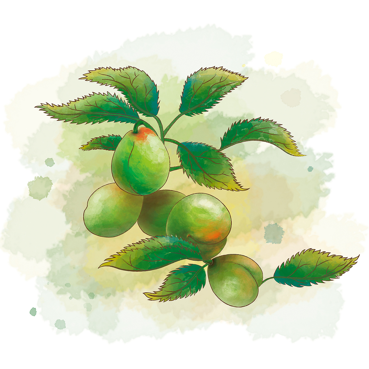 练习:水彩 青梅