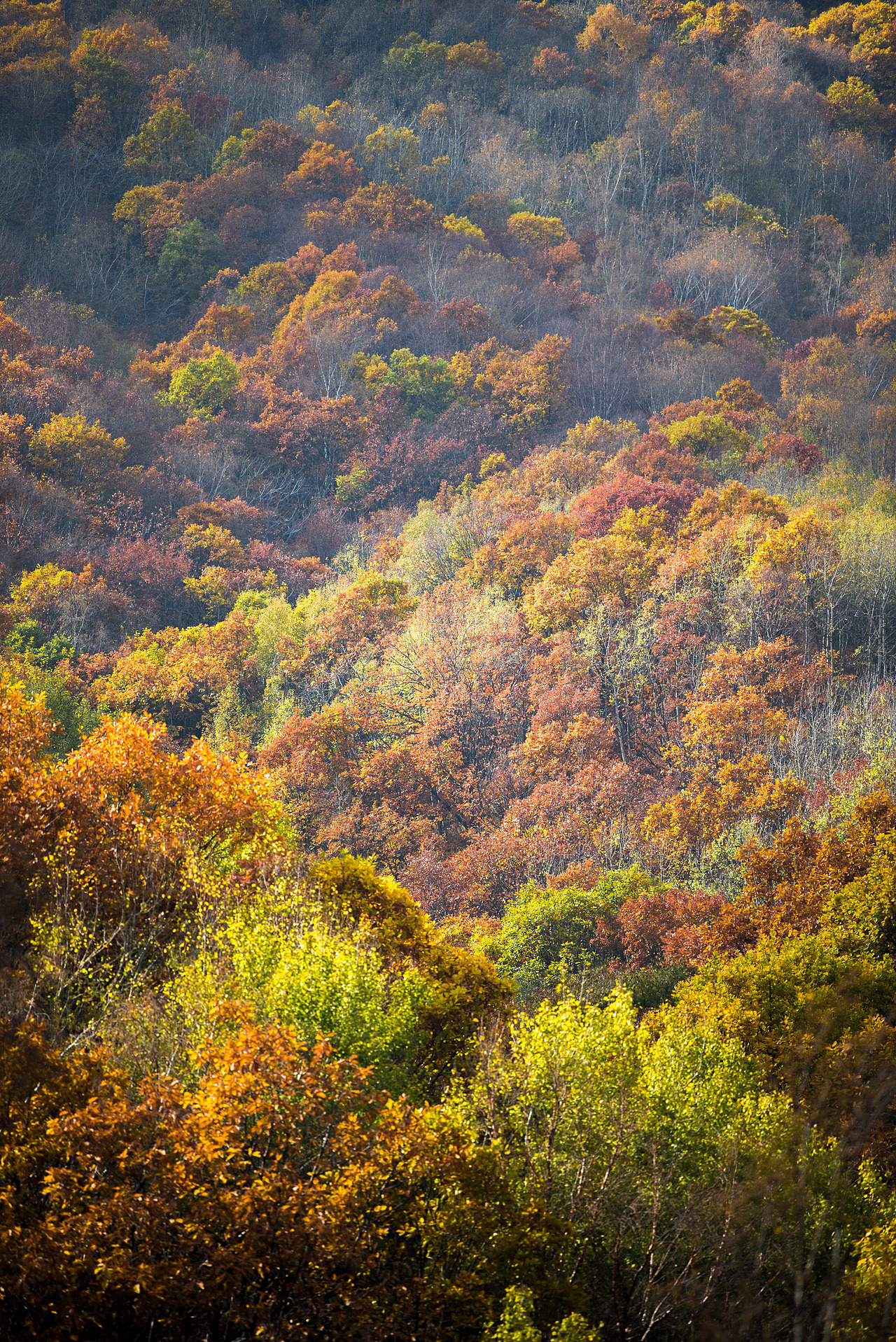 秋色（图ZOTU4NjM3MjA=） - 风光摄影 - 站酷设计师xiaochen_原创素材 - 站酷ZCOOL