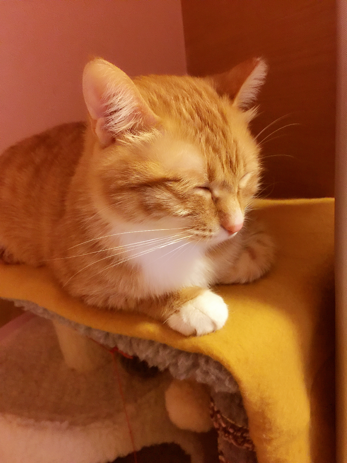 从前一只傲娇的猫叫咪傻~~~（图ZMjU3MTc4MzI=） - 宠物摄影 - 站酷设计师小阿匪原创素材 - 站酷ZCOOL