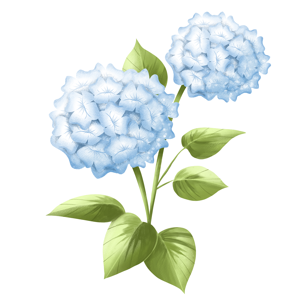 水彩效果绣球花