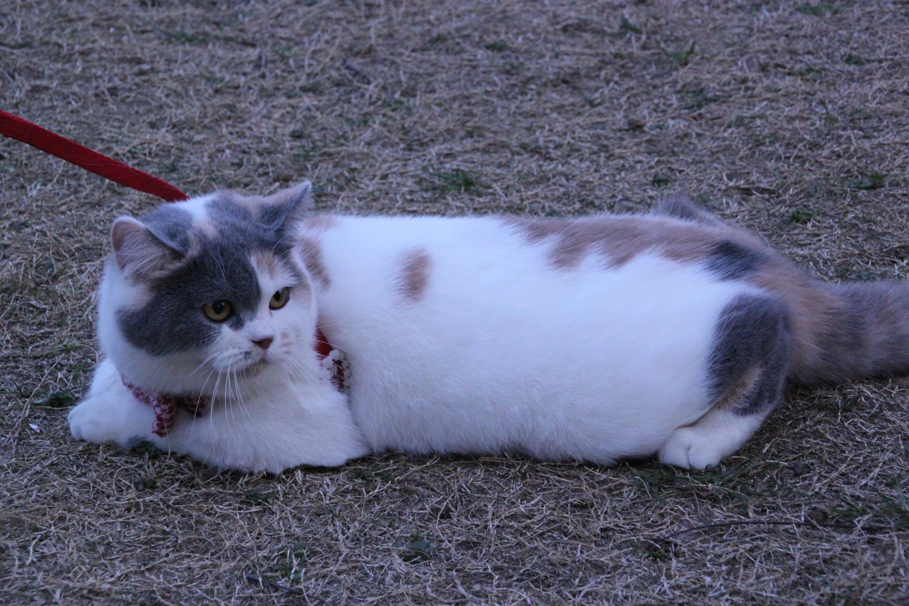三花色-英国短毛猫-高清照片