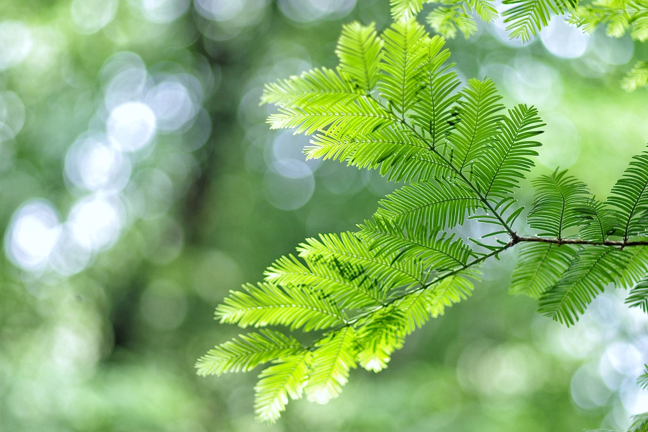 夏日清凉-光影小森林
