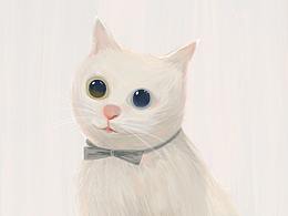 猫咪/软软