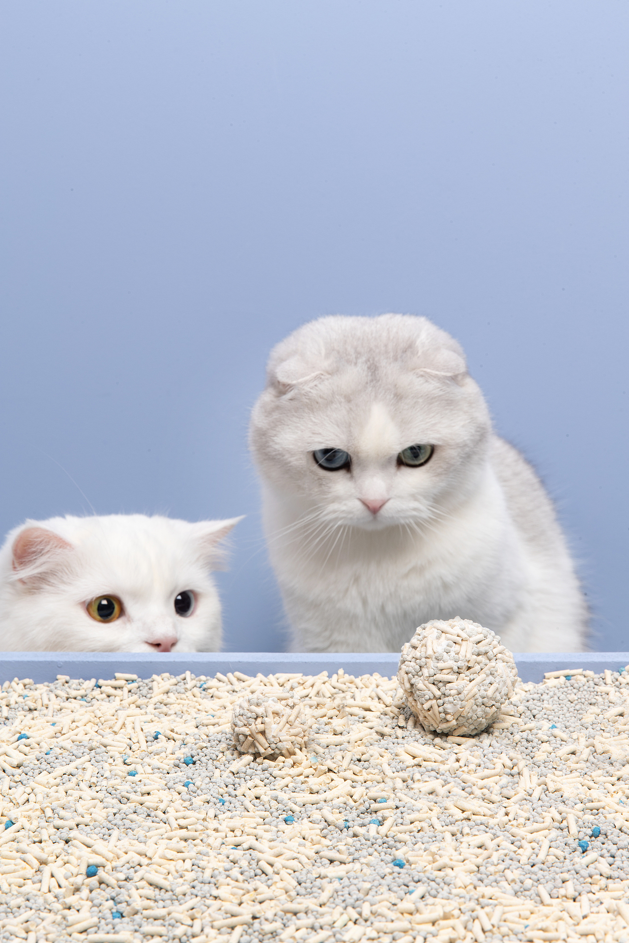 【摄影】小混球猫砂——猫の厕所用物