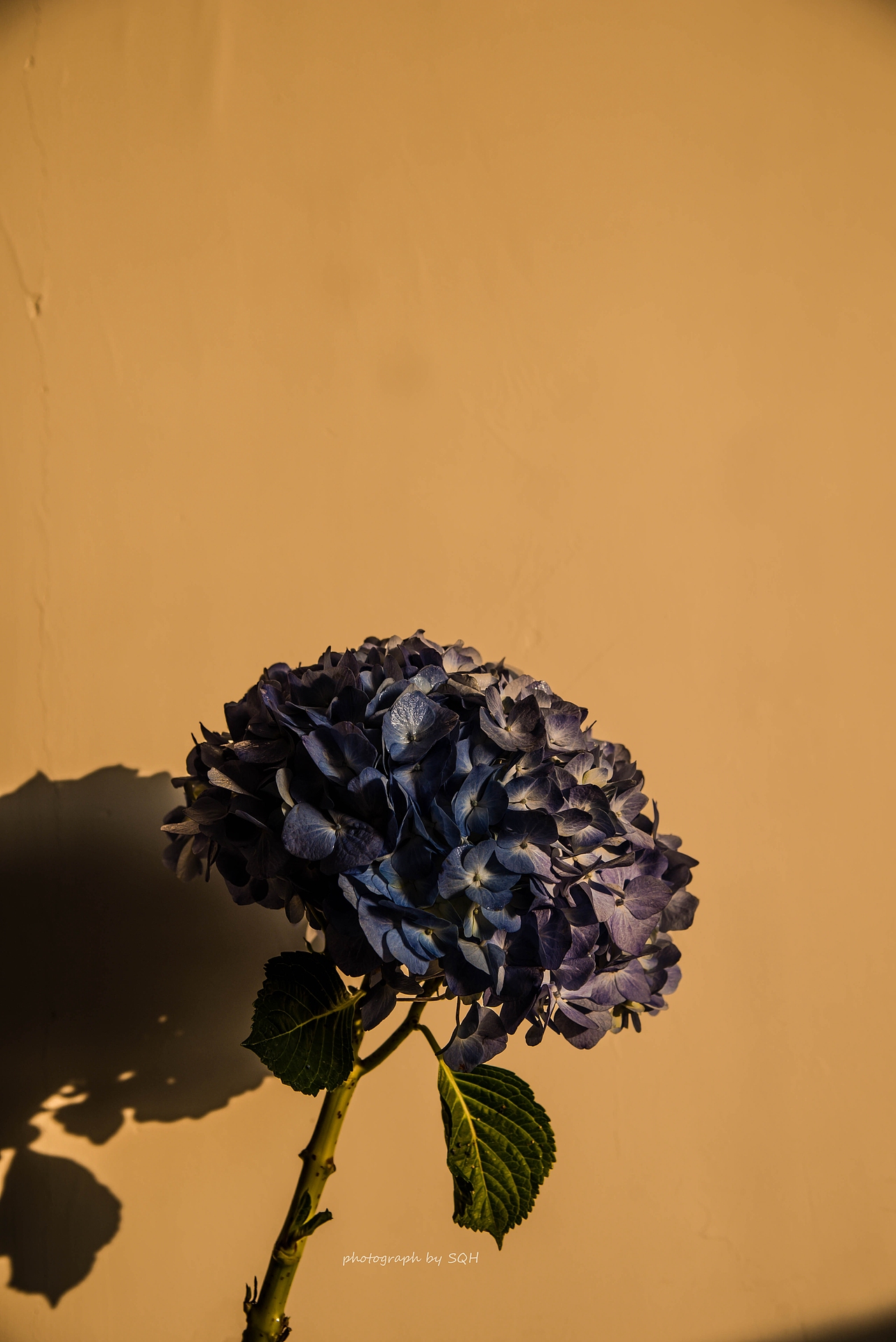 落日款蓝色绣球