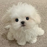 妹瑾的头像