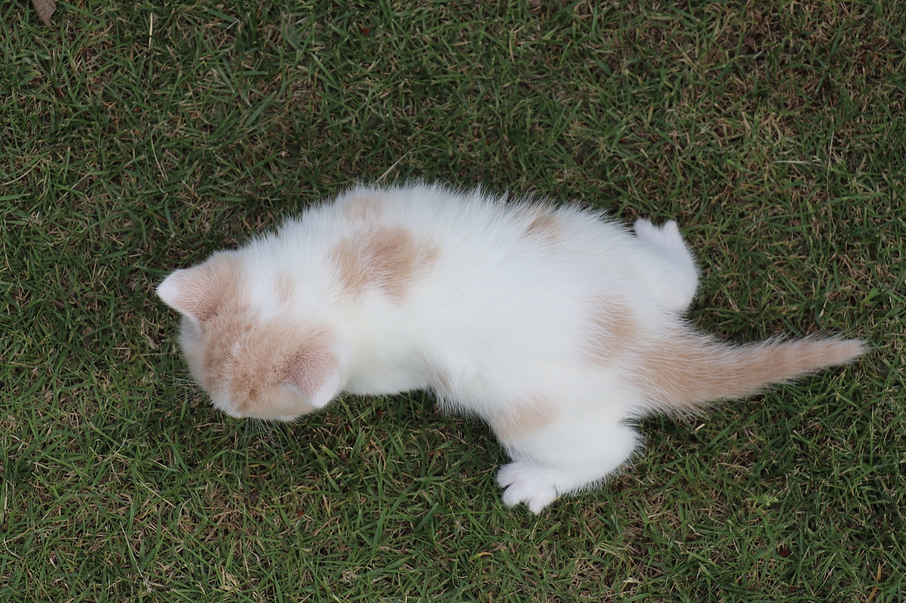 双血统英短\0508英短乳白梵公-熊二-27day450g