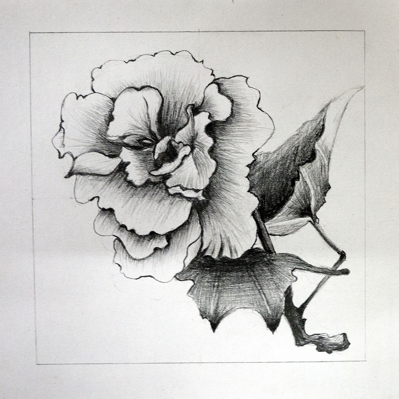 [临摹]手绘素描 - 花朵