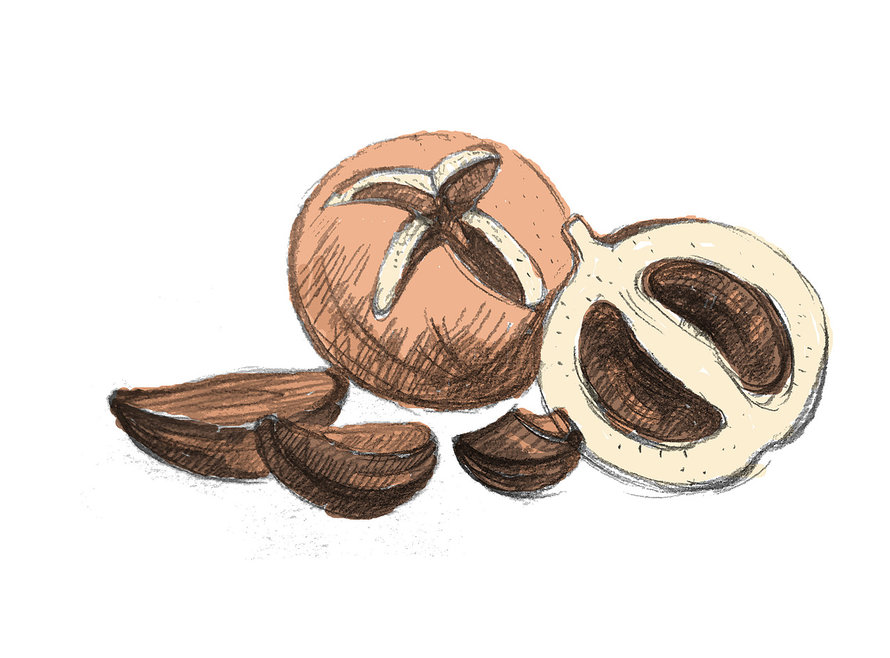 手绘山茶插图填色