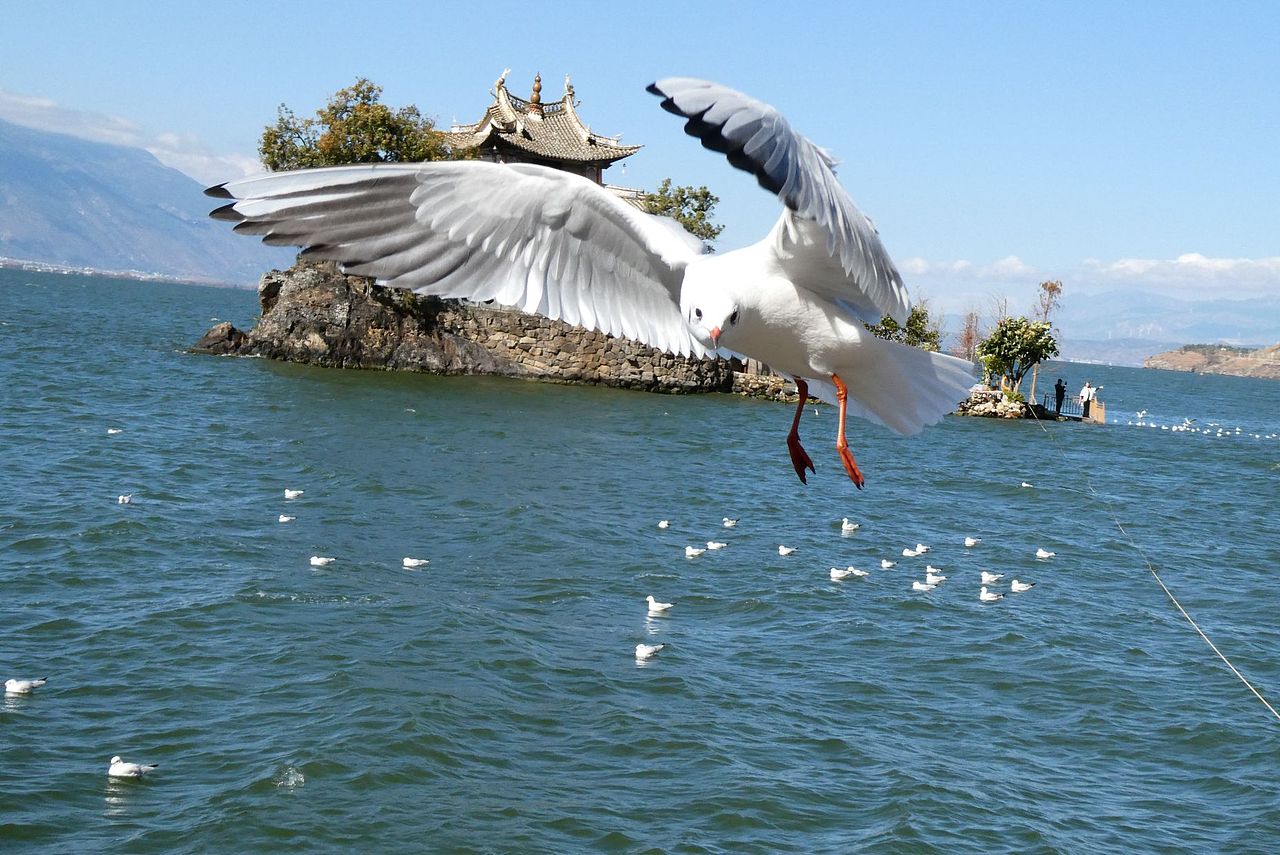洱海上的海鸥们