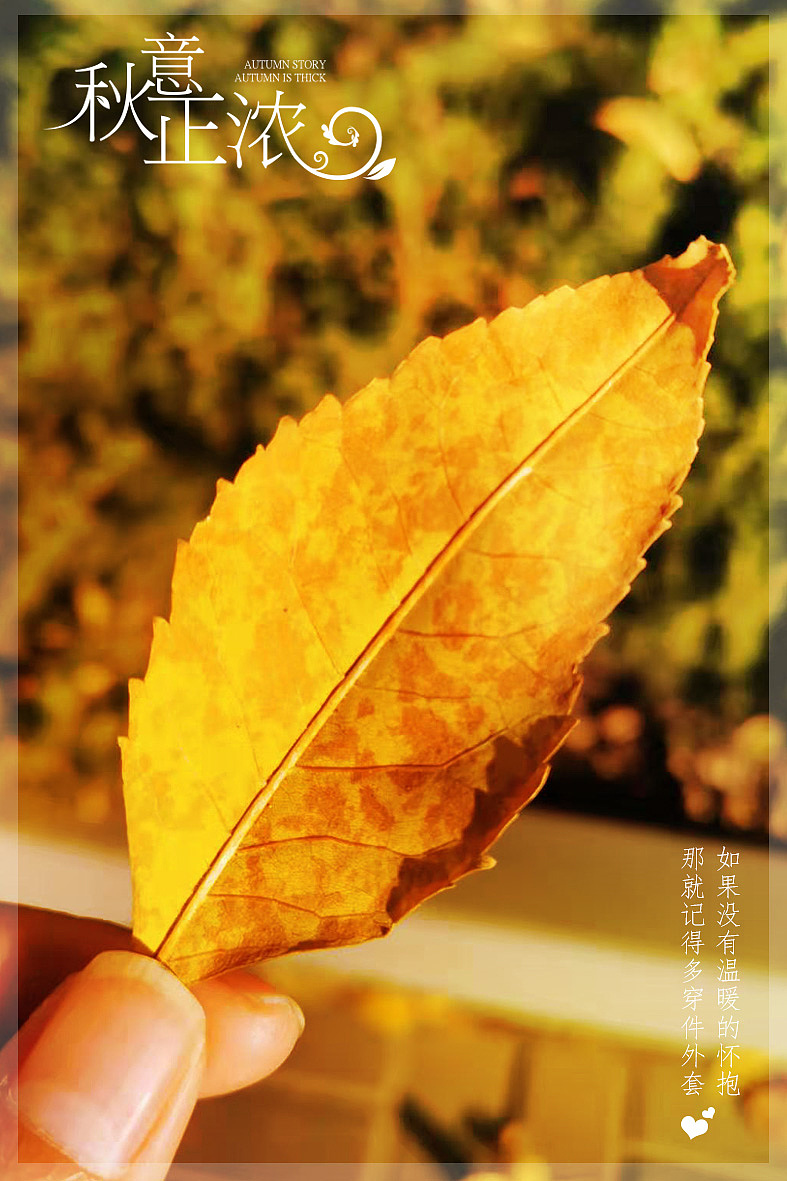 字体设计小白，练习作业“秋意正浓”（图ZMTgyMzI3Nzgw） - 海报 - 站酷设计师梓宸ai莉妈原创素材 - 站酷ZCOOL