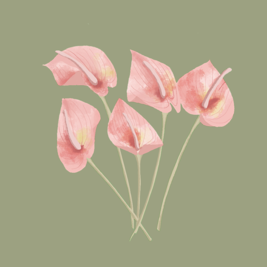 植物花卉|插画|创作习作|小倔 - 原创作品 - 站酷 (zcool)