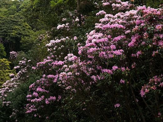 高山毛杜鹃花