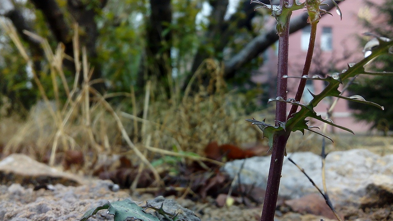 春雨后的校园（图ZMjY0MDMzNTY=） - 风光摄影 - 站酷设计师虫子吃草长不大原创素材 - 站酷ZCOOL