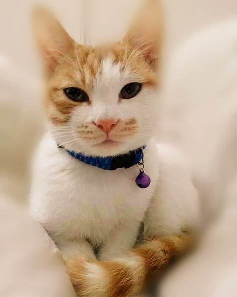 喵呜~毛毛是一只招财猫（图ZMjU1NzgyMDQ=） - 宠物摄影 - 站酷设计师安之HAHA原创素材 - 站酷ZCOOL