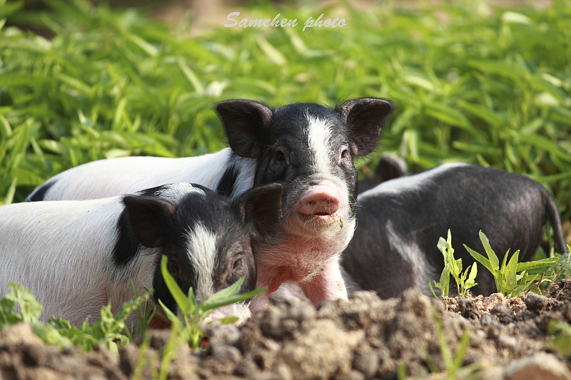 2013 samchen作品集