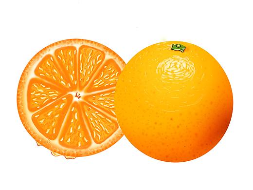 手绘写实风水果橙子步骤