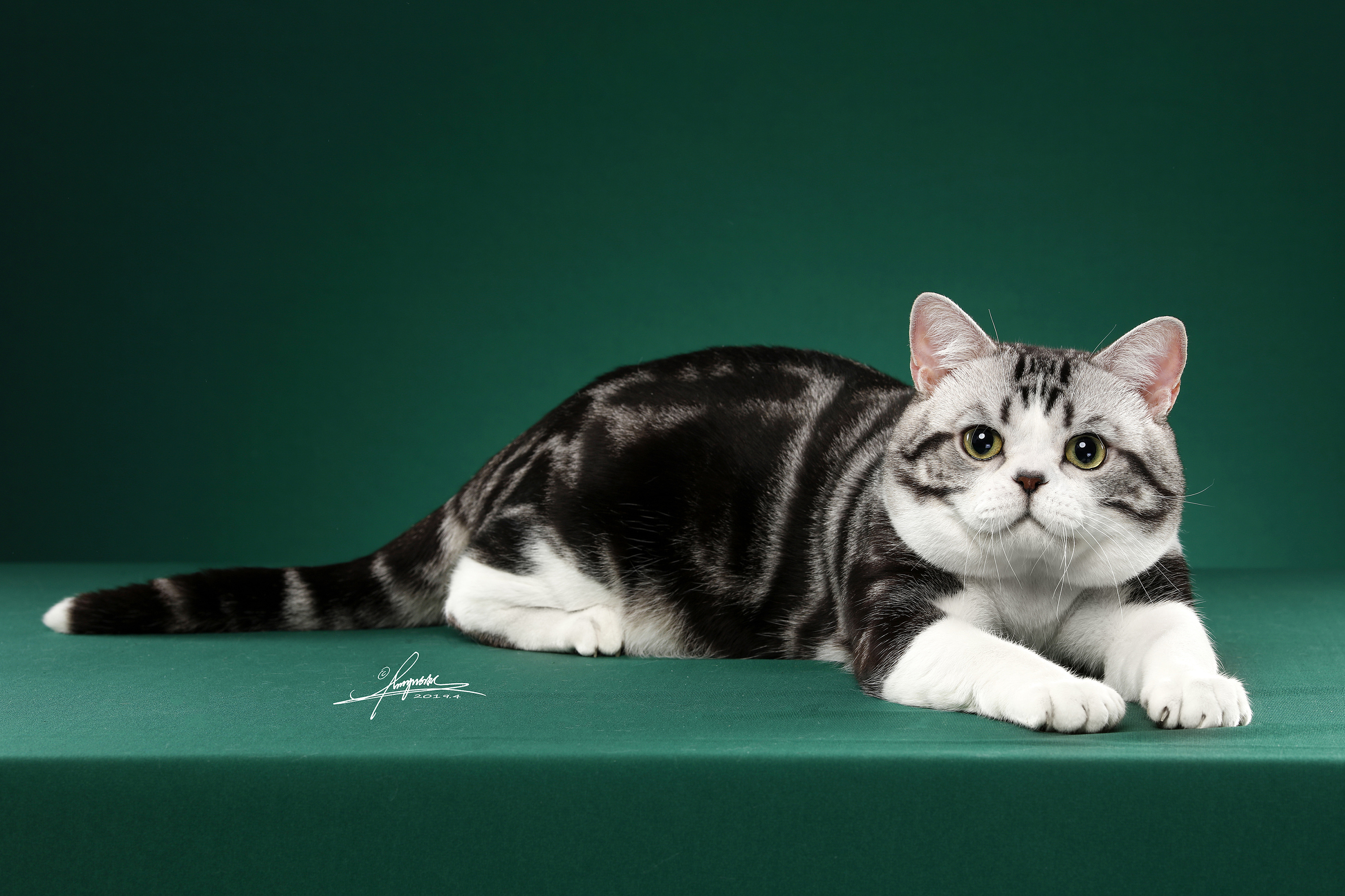 英国短毛猫|摄影|宠物摄影|spyzoo - 原创作品 - 站酷 (ZCOOL)