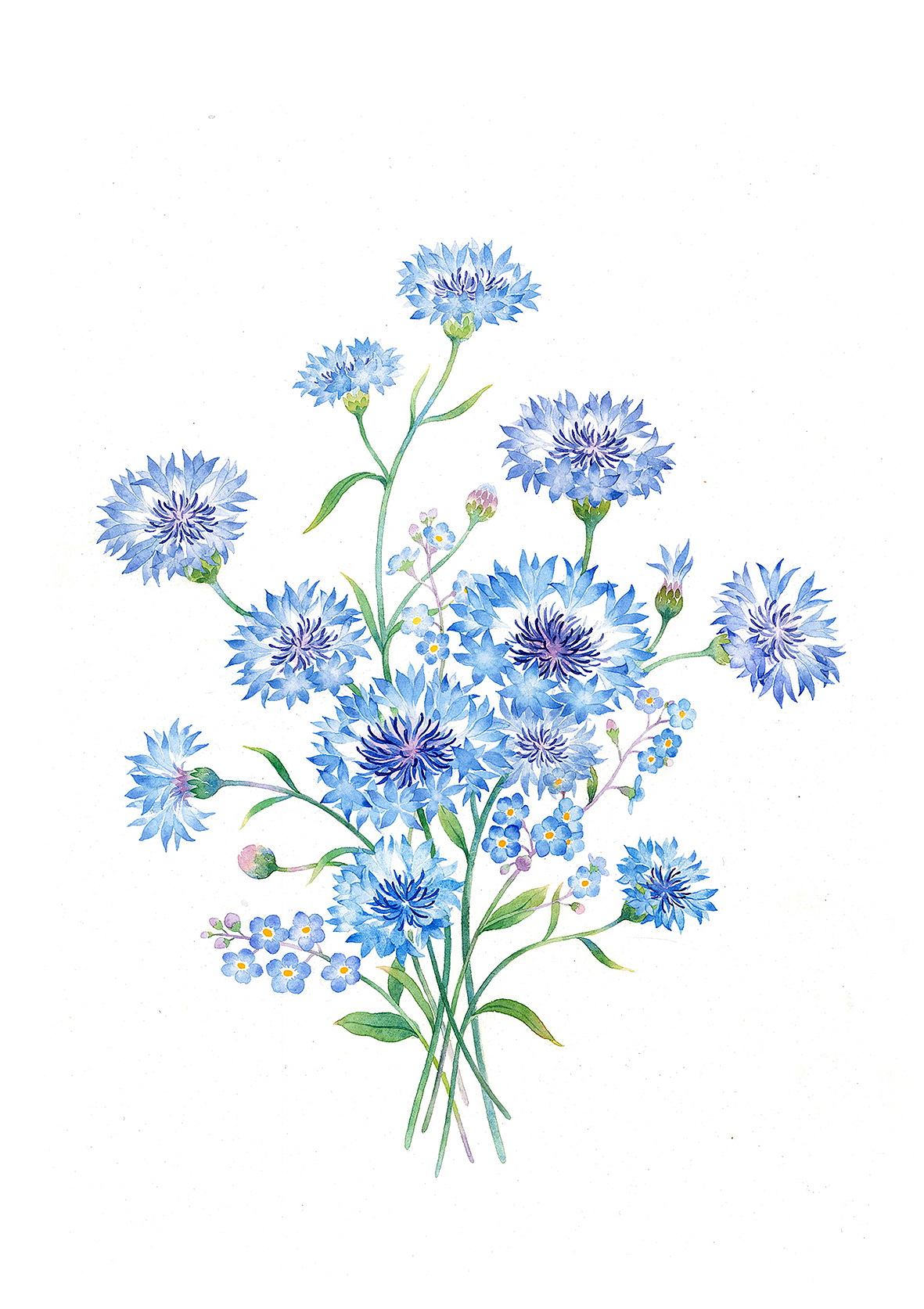 水彩手绘 花卉组合（图ZMTY4ODg3MzQ4） - 绘画 - 站酷设计师山子莓原创素材 - 站酷ZCOOL