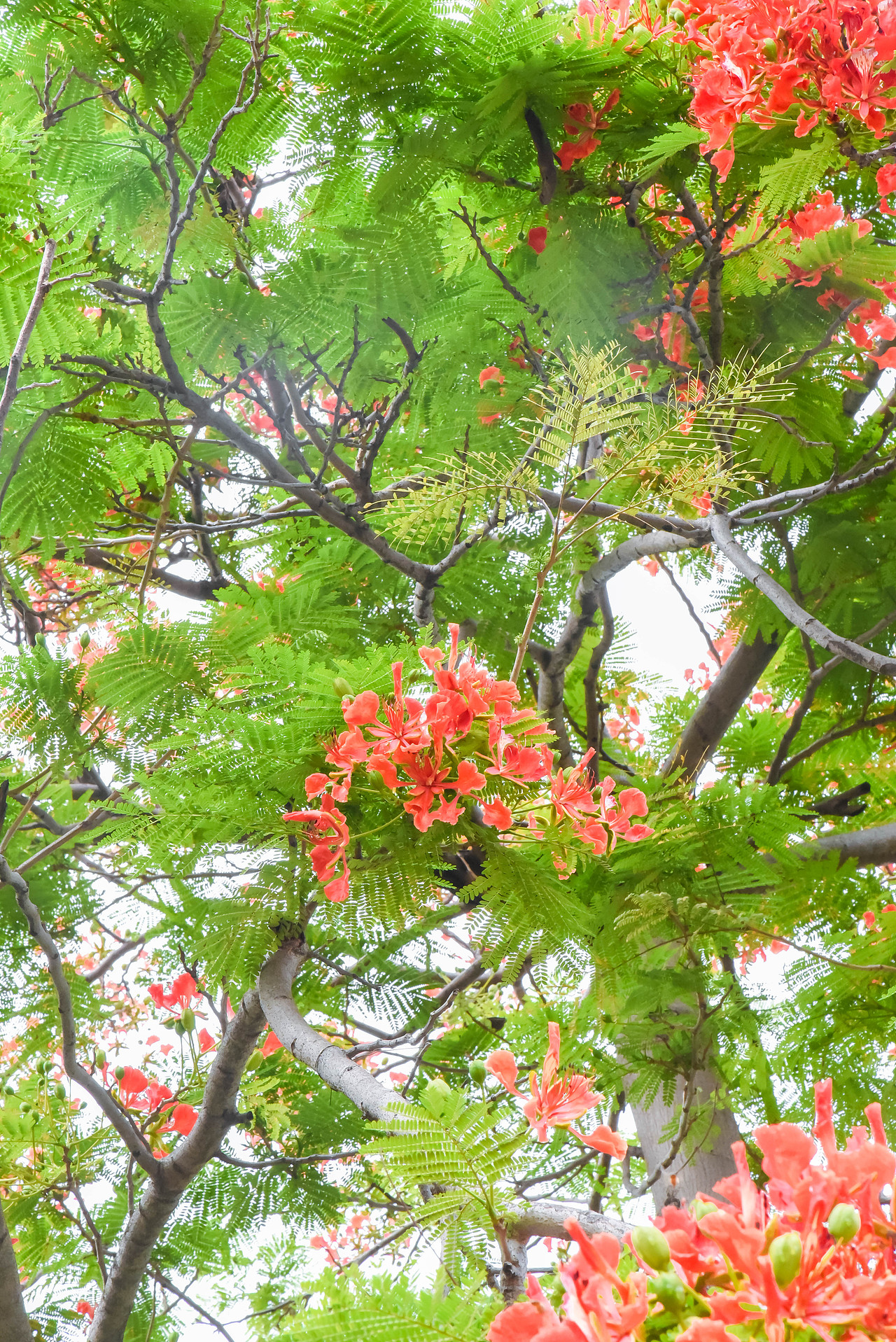 凤凰花,花开两季,一季缘起,一起缘灭!