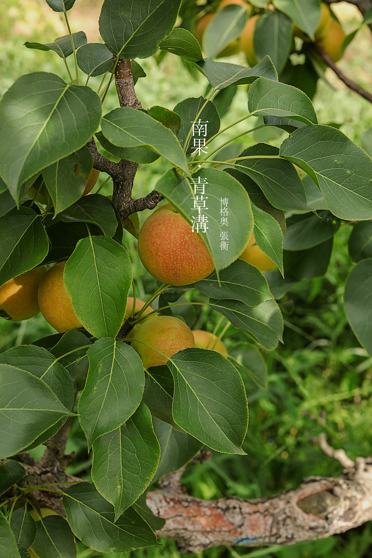 南果梨产地拍摄