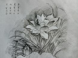 莲花手绘