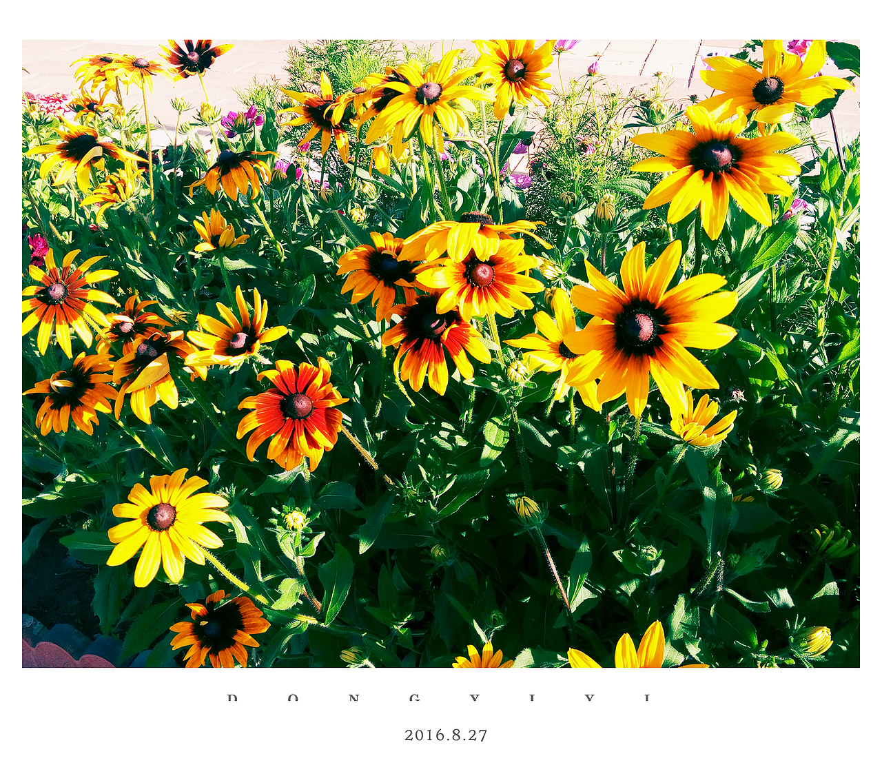 出了住的房间就是这片金灿灿的小花,午后在床上拉开窗帘就能看到。