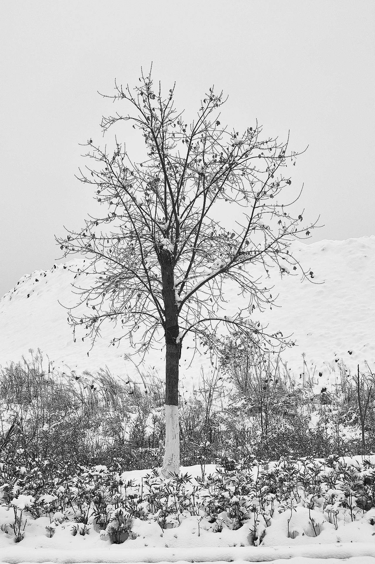 二妃山公园雪景（图ZMTQxNzA2MTUy） - 风光摄影 - 站酷设计师何鹏302500765原创素材 - 站酷ZCOOL