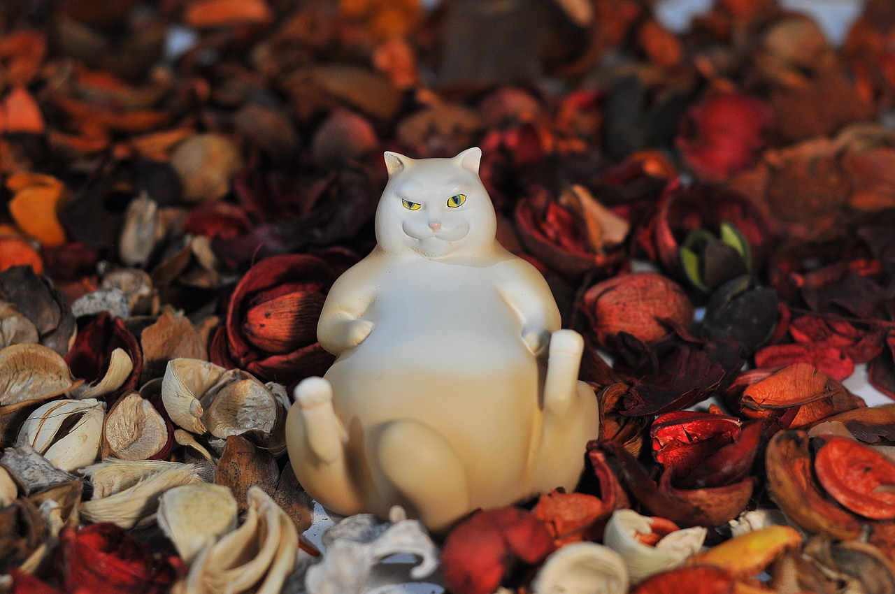 寂寞萌宠罐子 猫