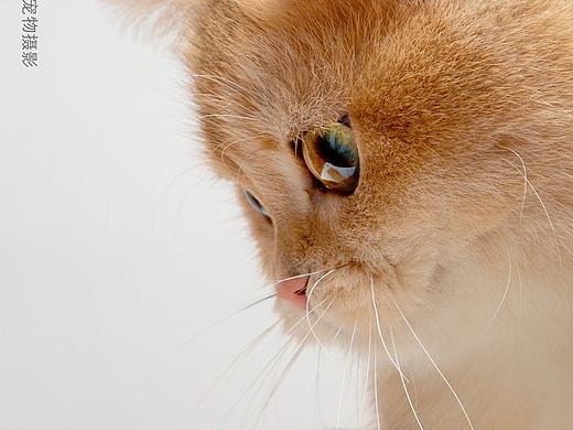 合集六【小哈宠物摄影】